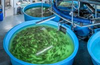 Giải pháp nuôi trồng thủy sản